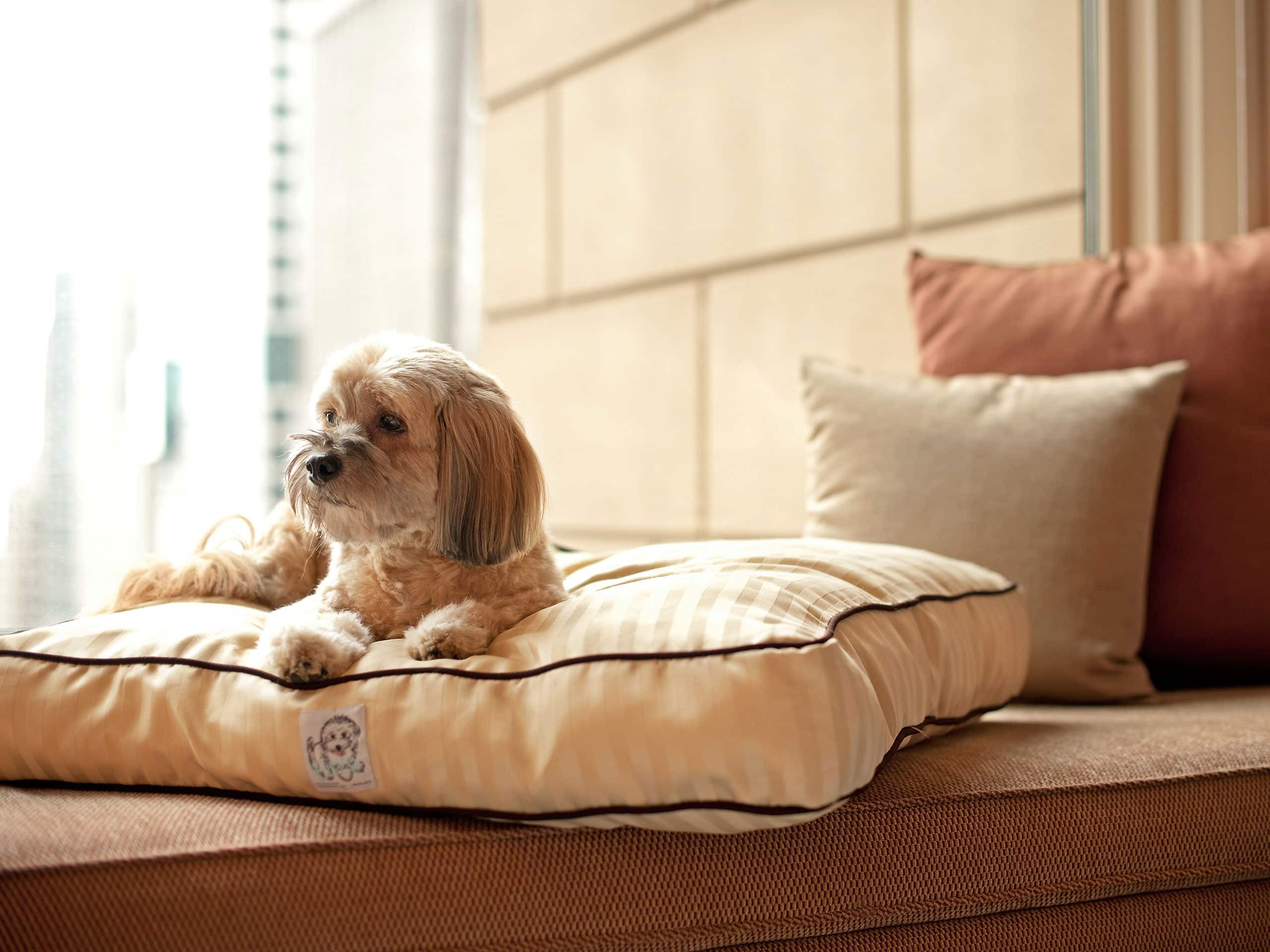 Hyatt-Pet-Program-P002-Dog-Layin